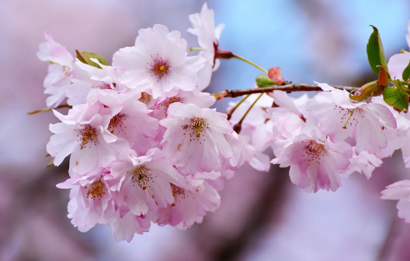 Фото обои макро, вишня, весна, сакура