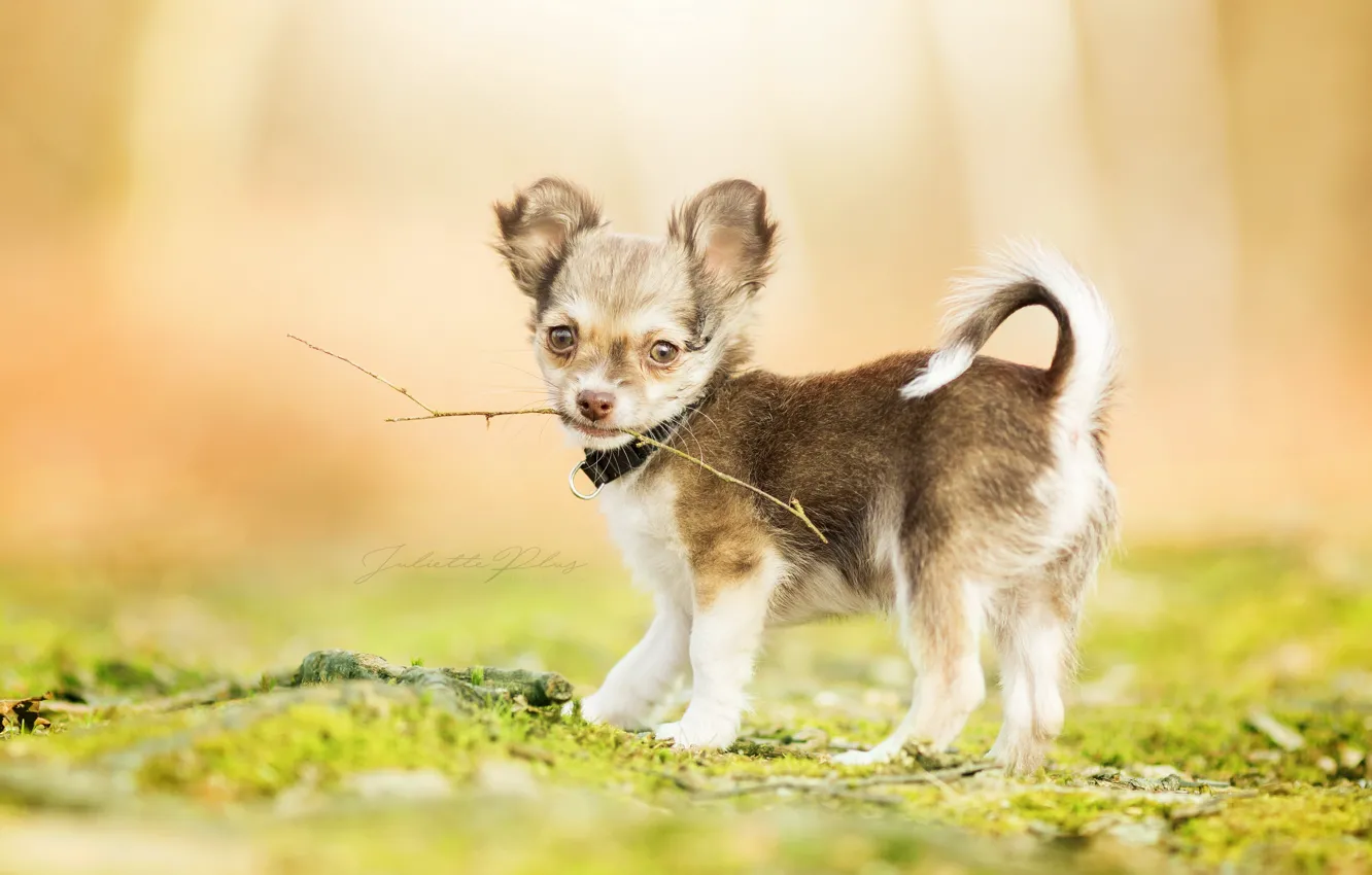 Фото обои ветки, собака, щенок