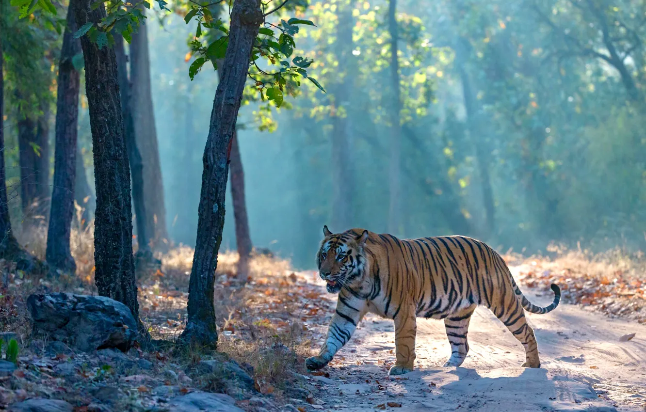 Фото обои лес, тигр, туман, прогулка
