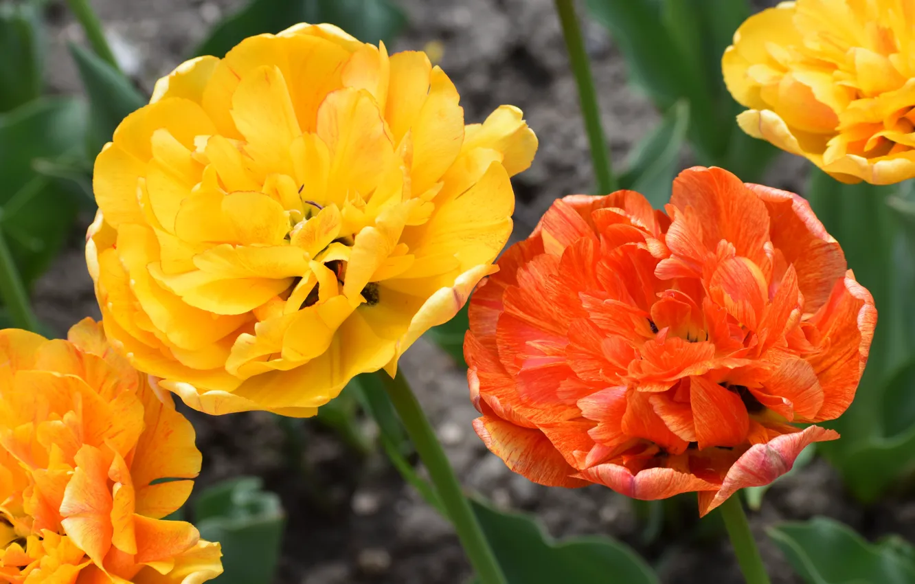 Фото обои цветы, желтые, тюльпаны, оранжевые