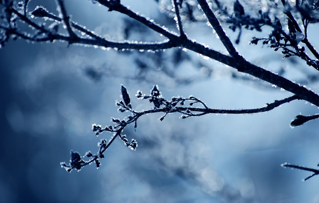 Фото обои холод, зима, иней, снег, природа, веточка, ветка, мороз