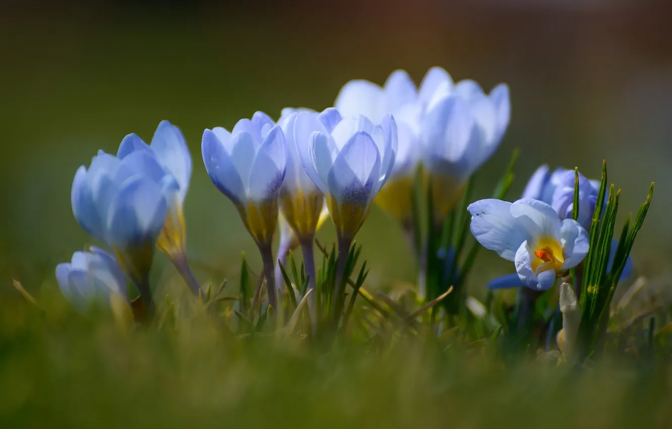 Фото обои голубой, весна, крокус, шафран