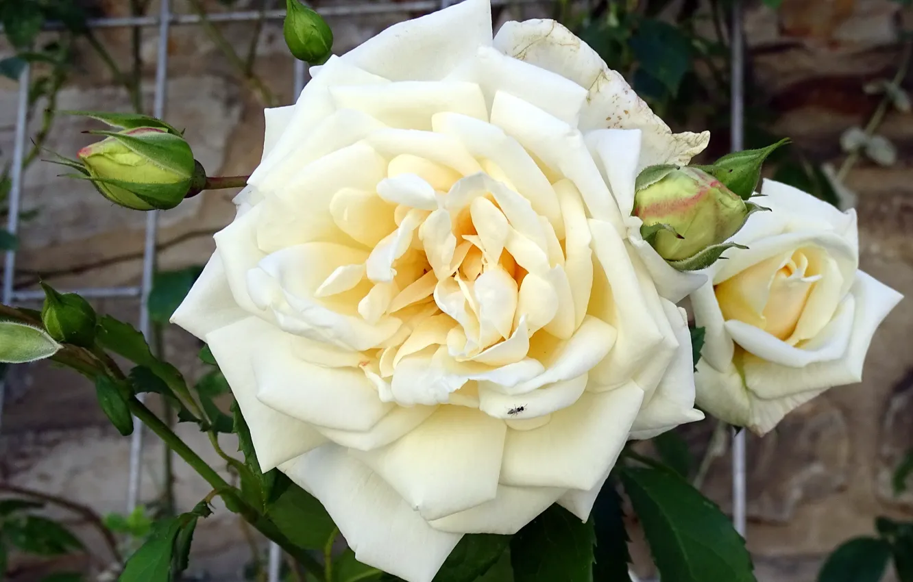 Фото обои Роза, Бутоны, Rose, Белая роза, White rose