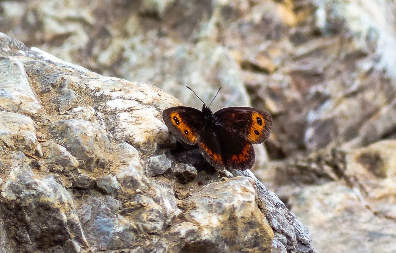 Фото обои Nature, Rocks, Butterfly, Insect