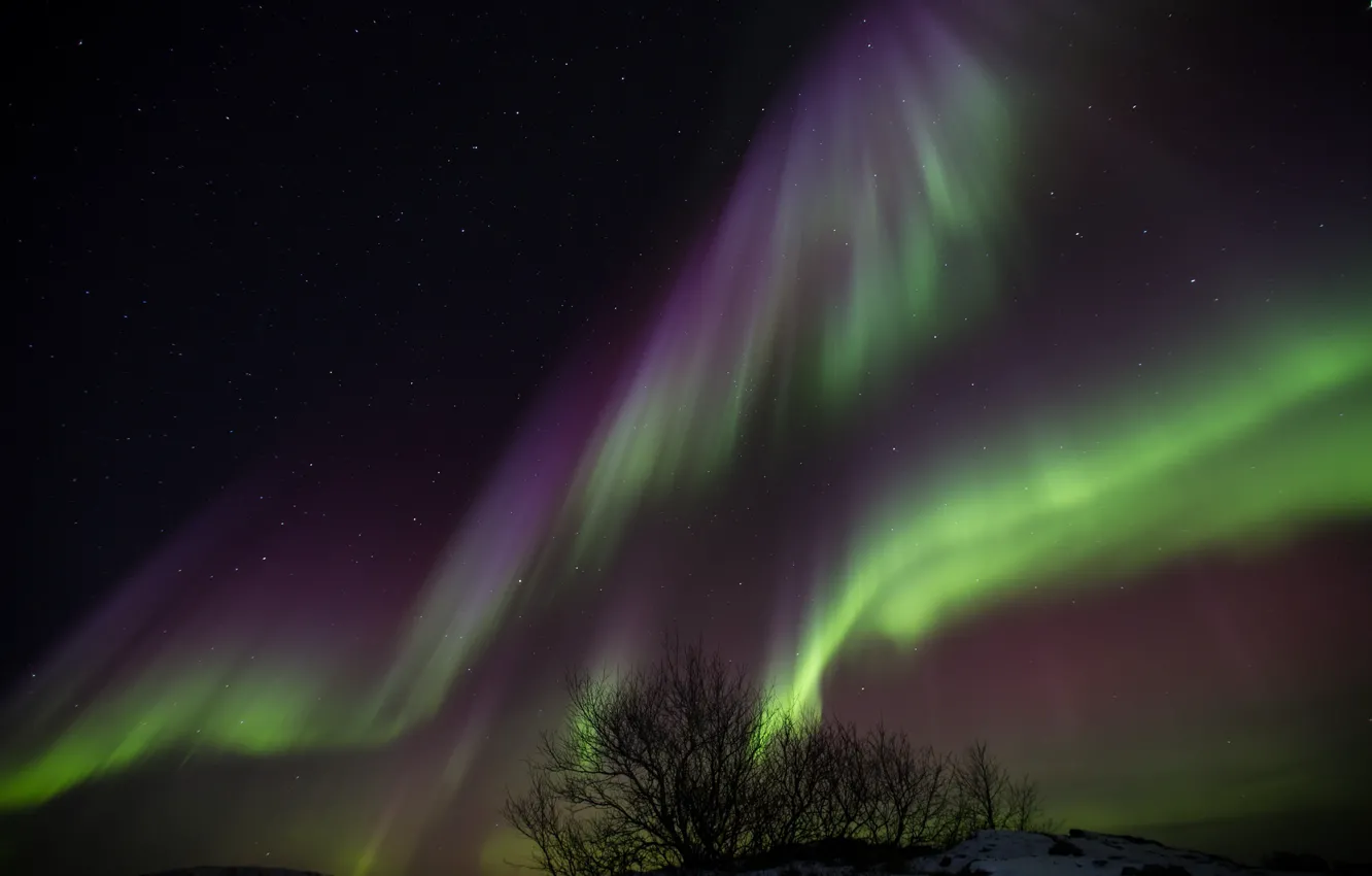 Фото обои звезды, деревья, ночь, северное сияние, Исландия