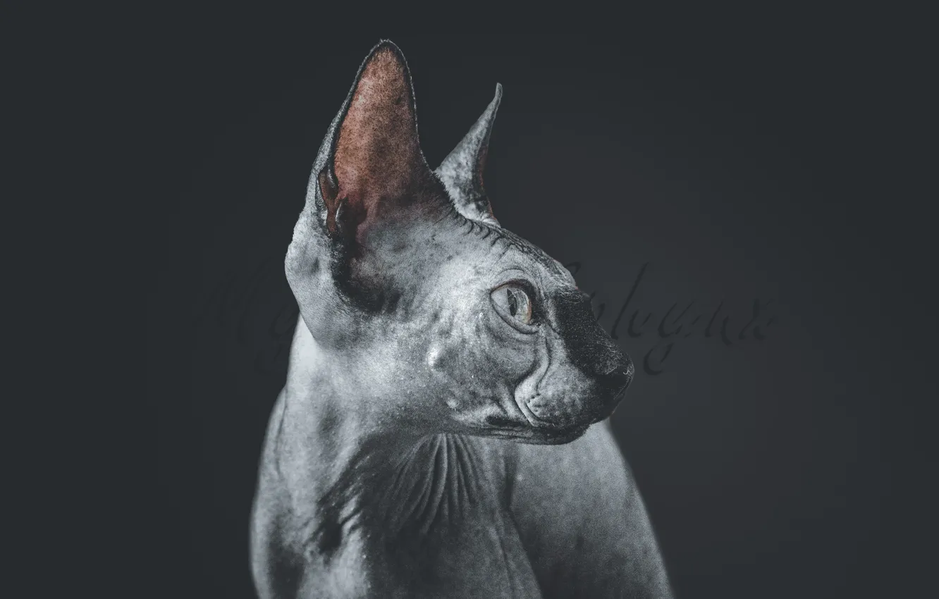 Фото обои кошка, канадский сфинкс, sphynx, sphynx cat, canadian sphynx