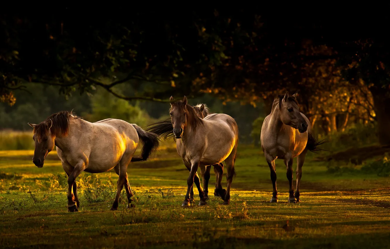 Фото обои свет, природа, кони, утро