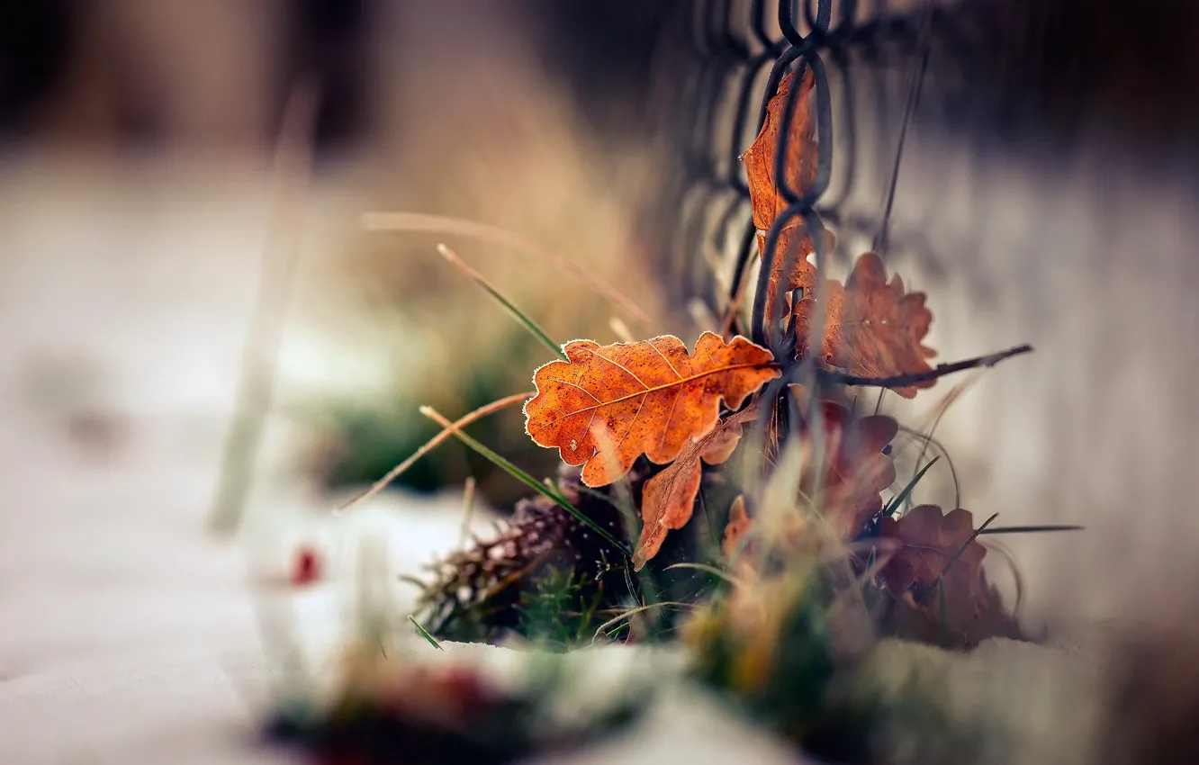 Фото обои зима, осень, трава, листья, макро, снег, сетка, листва