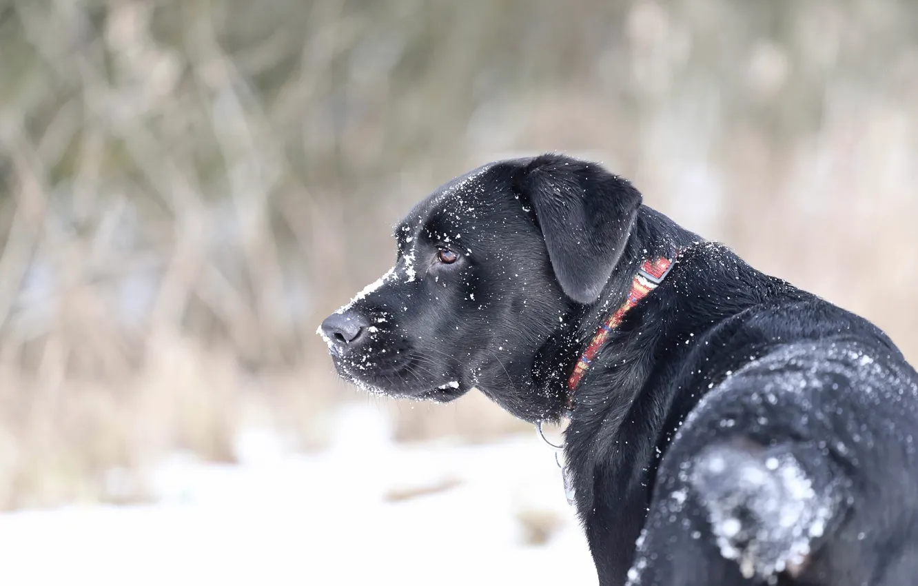 Фото обои снег, ошейник, пёс
