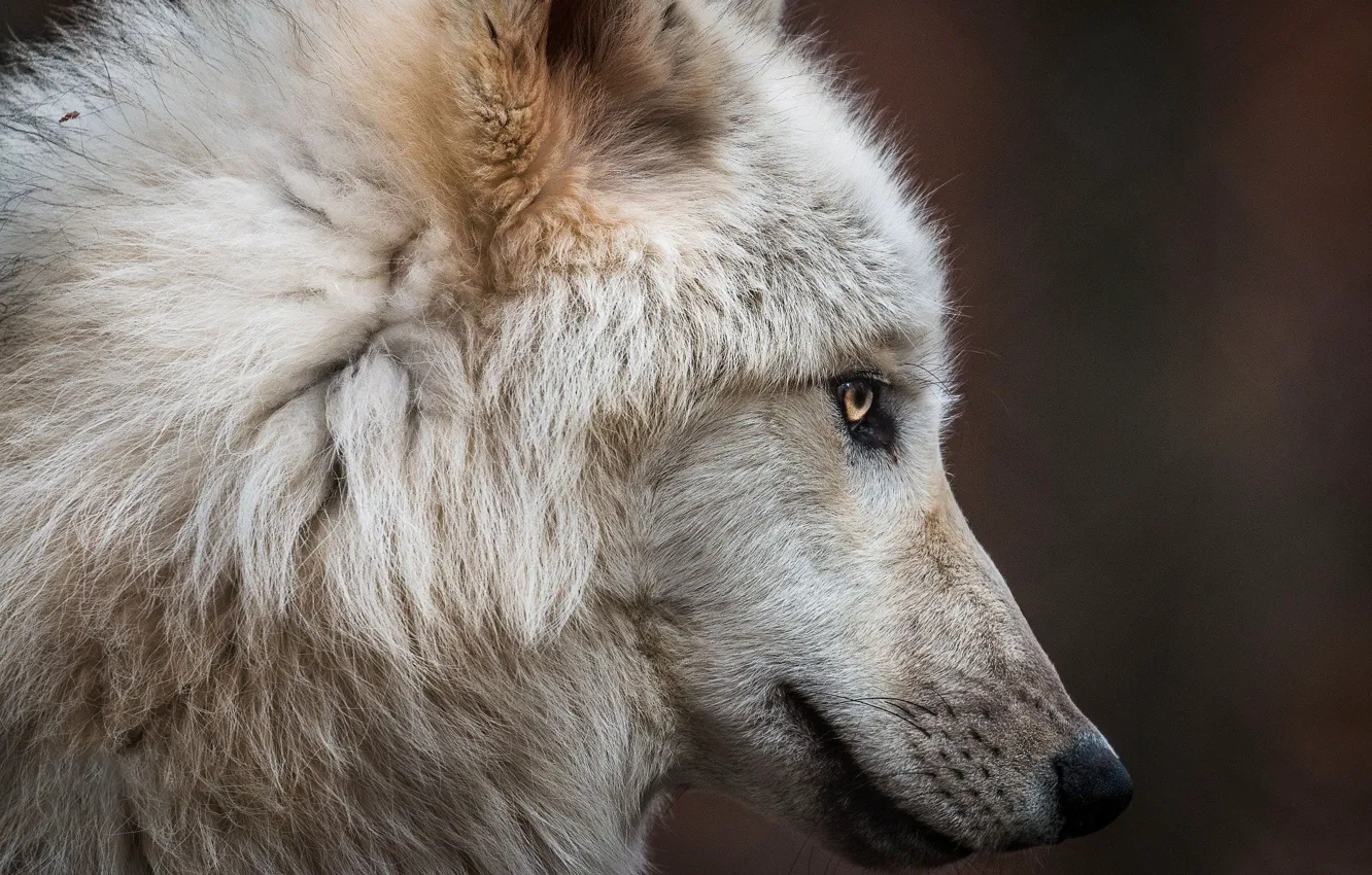 Фото обои nature, predator, face, animal, wolf, wildlife, polar wolf, Canis lupus