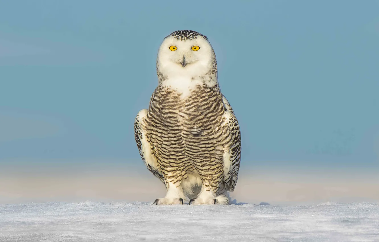 Фото обои eyes, winter, snow, snowy owl