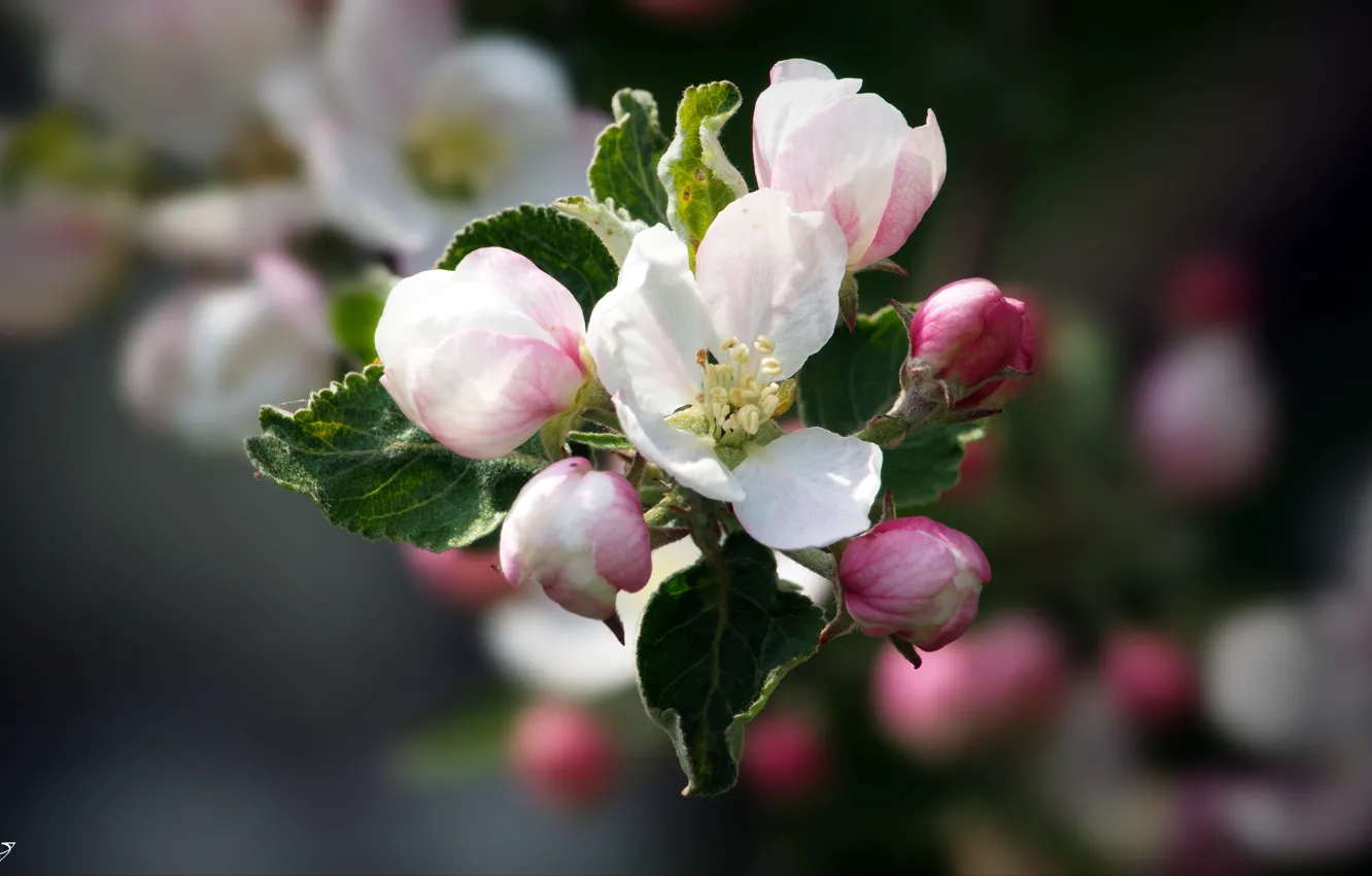 Фото обои весна, Цветок, яблуння