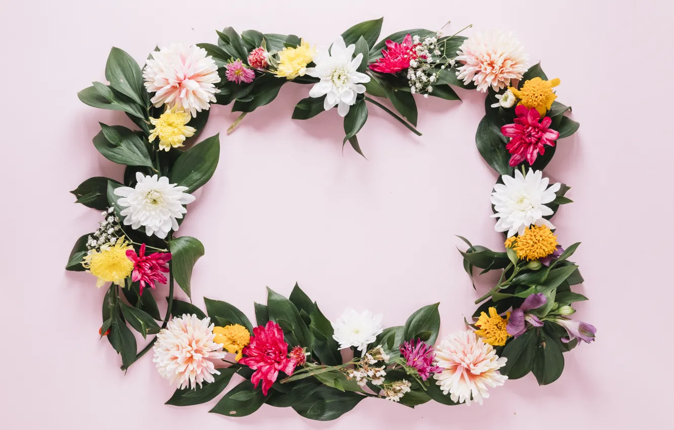 Фото обои цветы, рамка, colorful, хризантемы, flowers, frame, floral