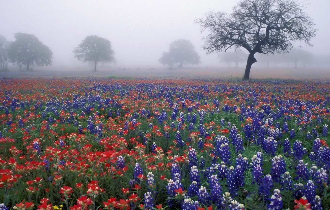 Фото обои поле, деревья, цветы, туман
