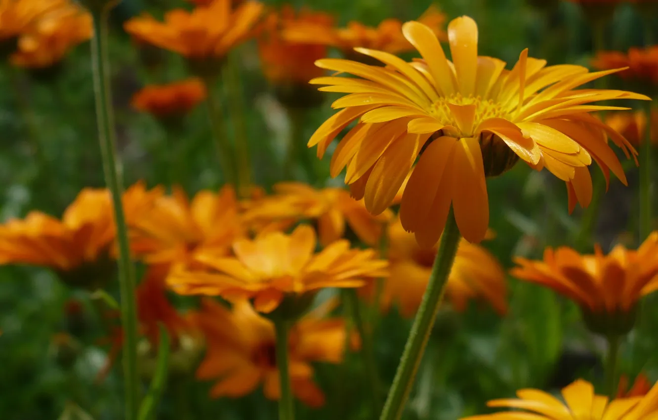 Фото обои лето, цветы, оранжевый
