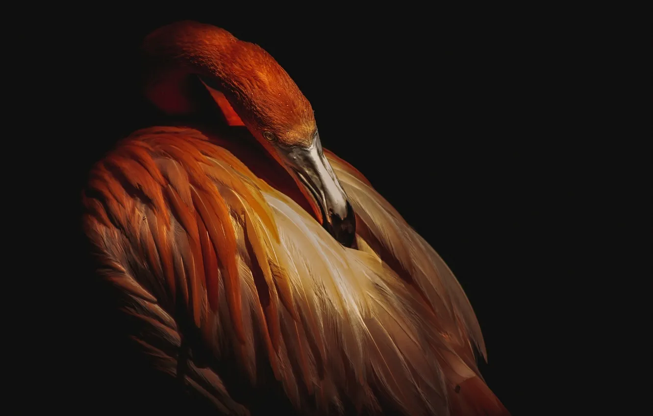 Фото обои темный фон, птица, перья, клюв, фламинго