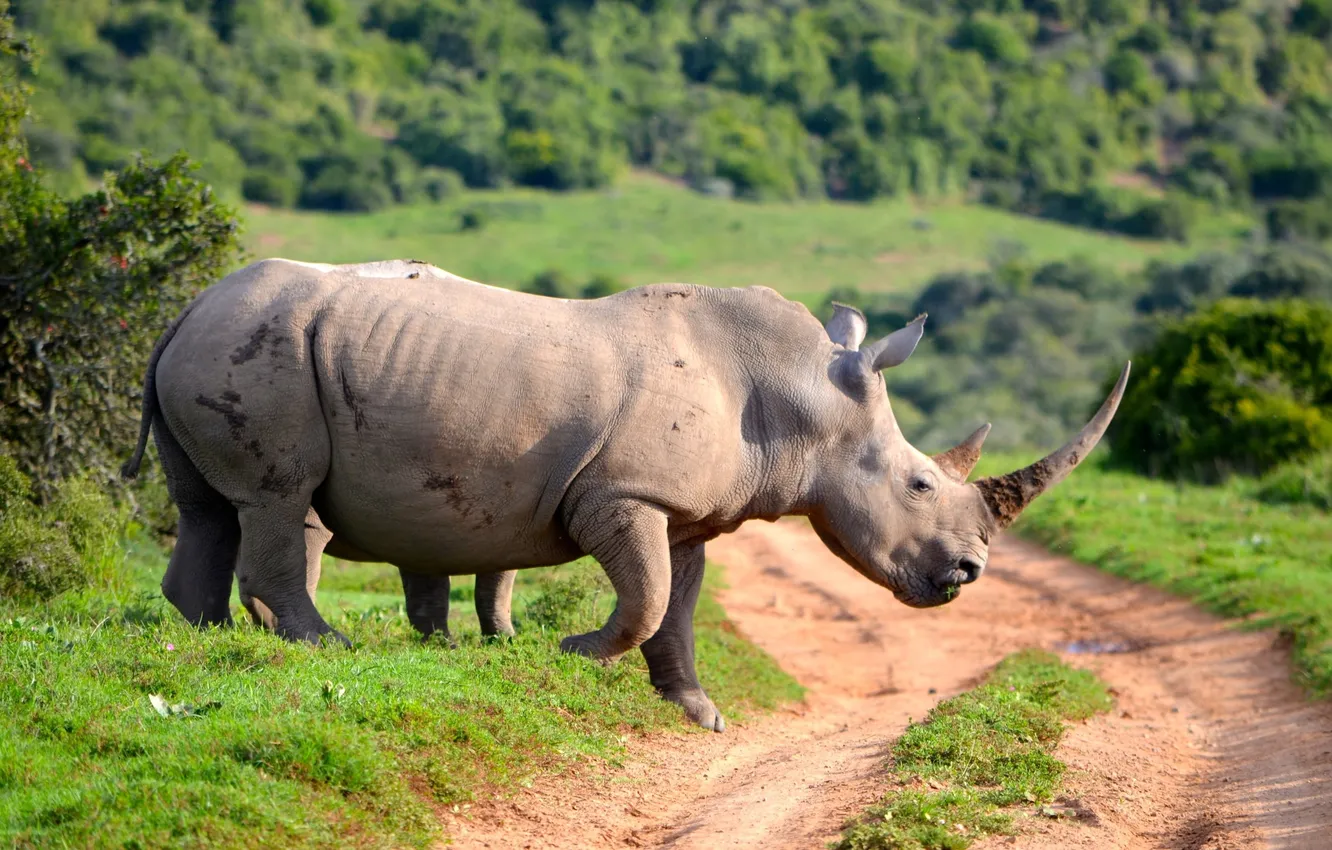 Фото обои green, road, Rhinoceros, ivory, Horn