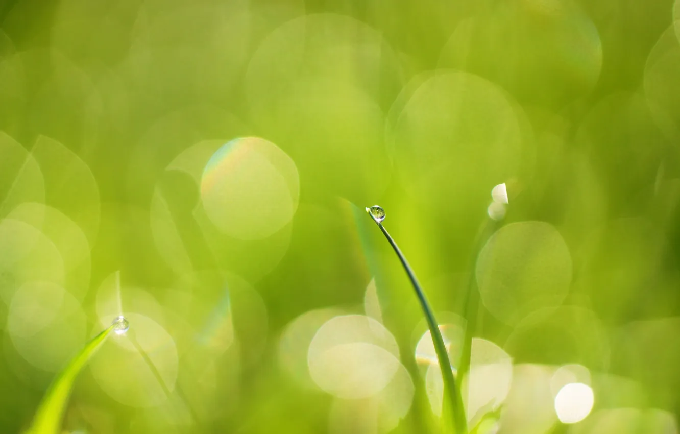 Фото обои зелень, трава, капля, травинка