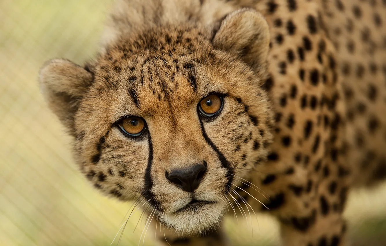Фото обои speed, africa, animal, wildlife, big cats, cheetah-