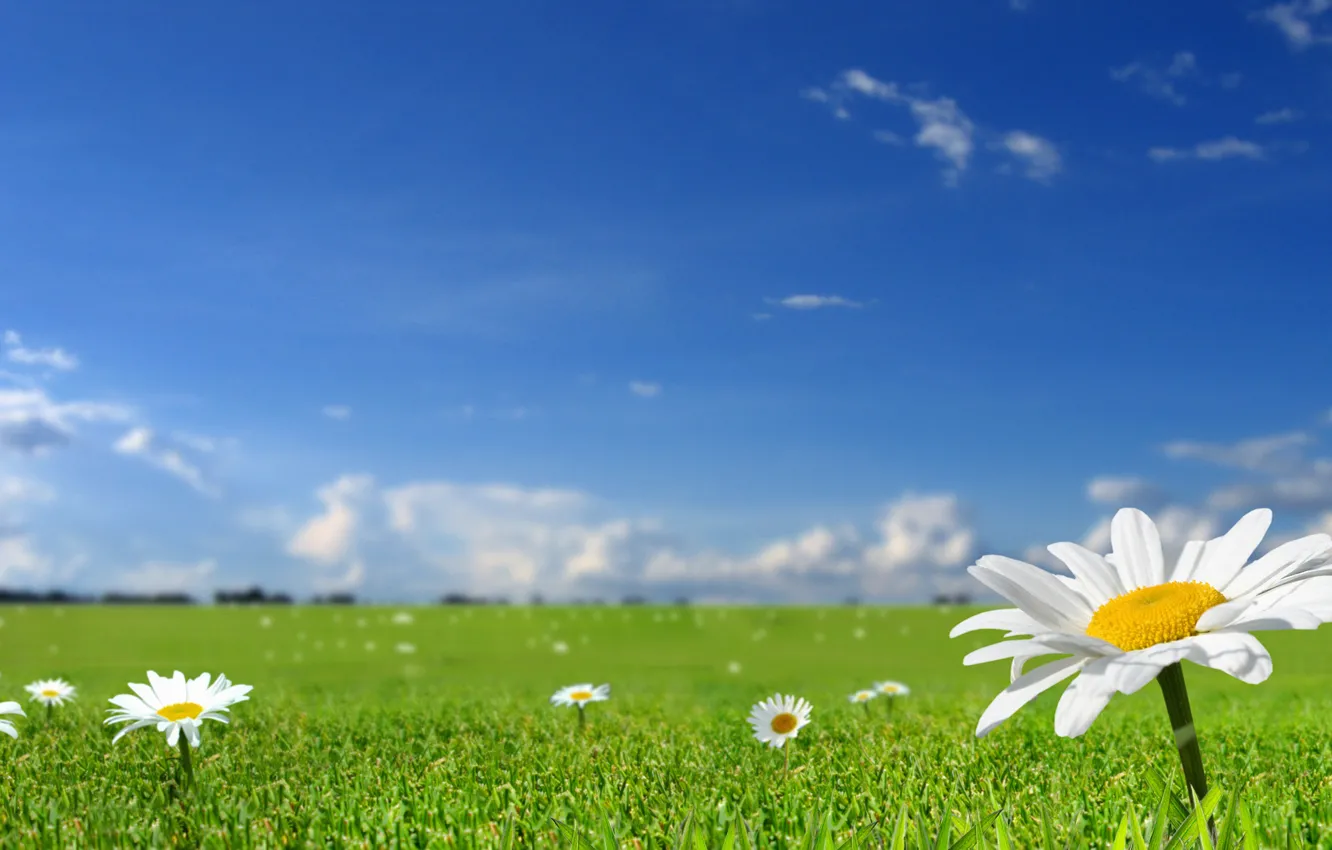 Фото обои поле, лето, небо, трава, солнце, цветы, природа, весна