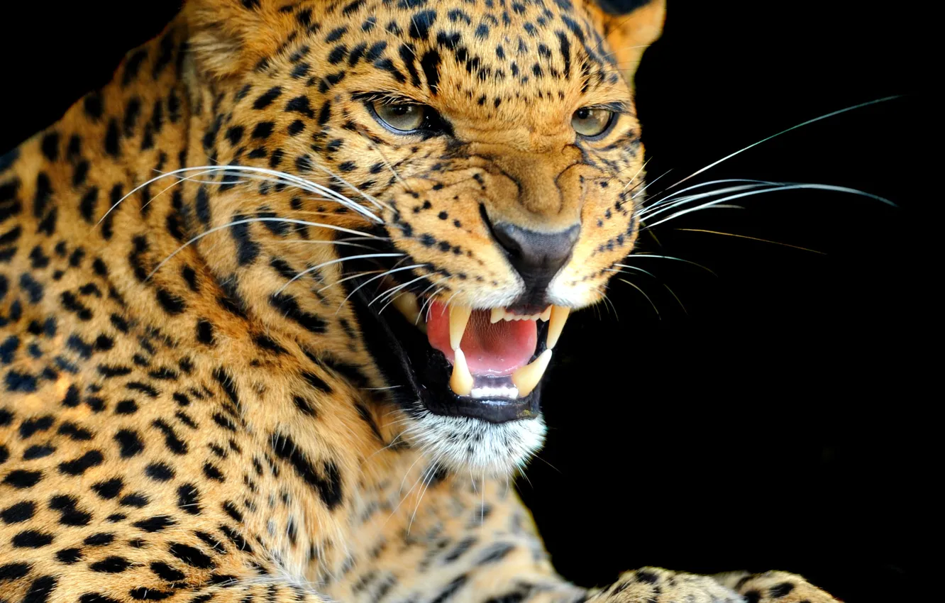Фото обои взгляд, фон, хищник, леопард, окрас, дикая кошка, рычание