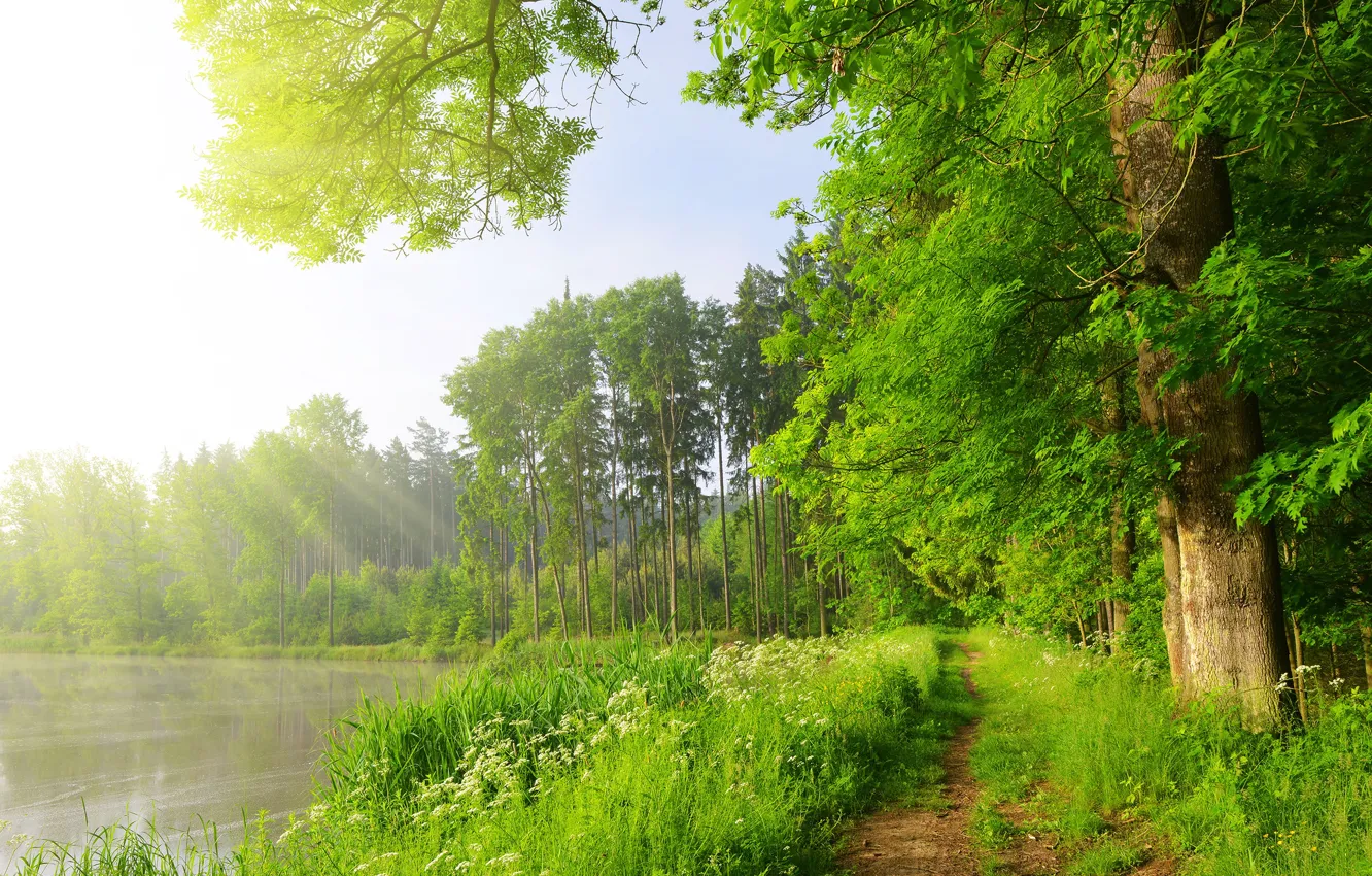 Фото обои зелень, лес, лето, трава, солнце, лучи, деревья, озеро