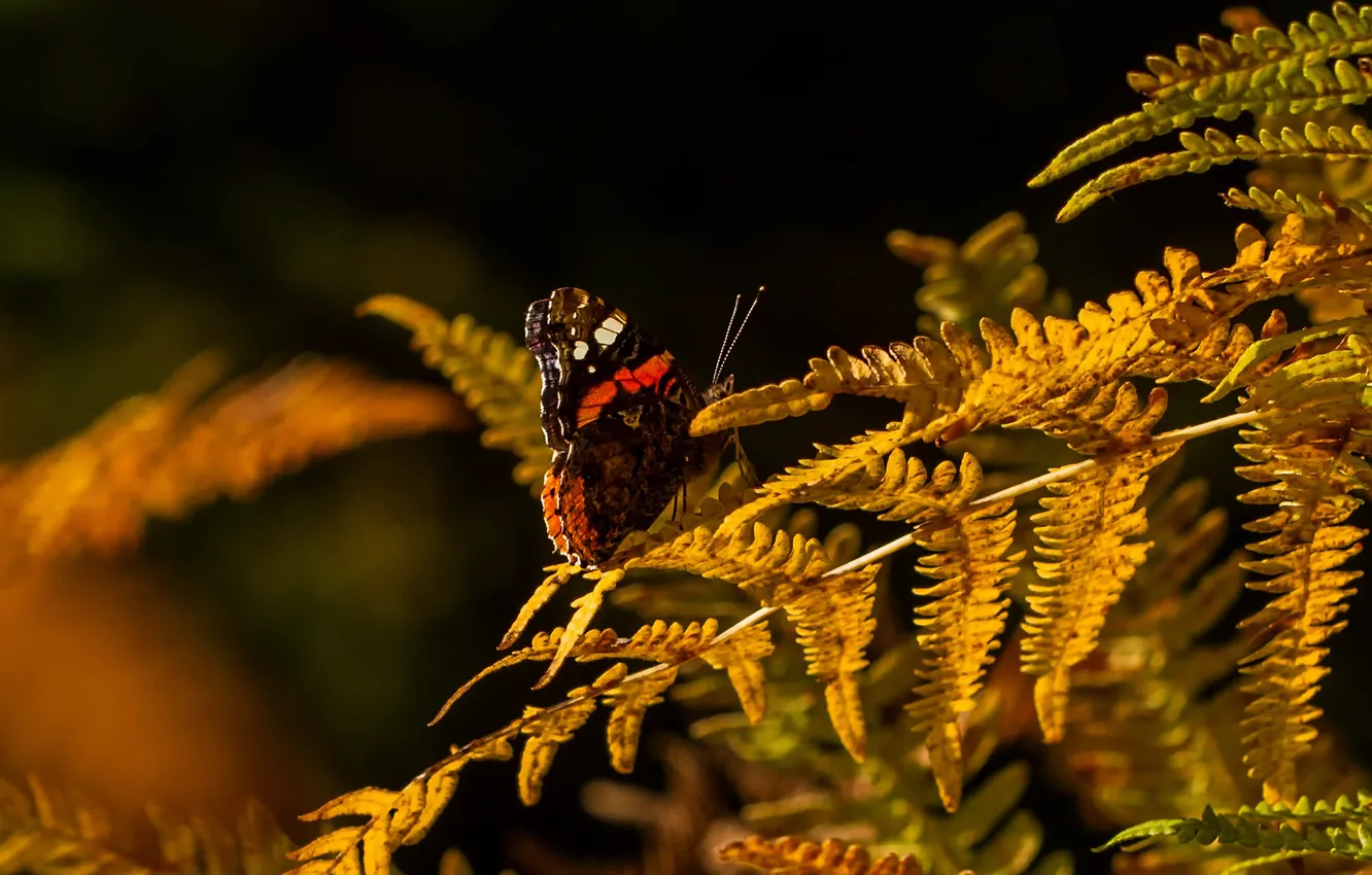 Фото обои осень, листья, макро, свет, темный фон, бабочка, насекомое, папоротник