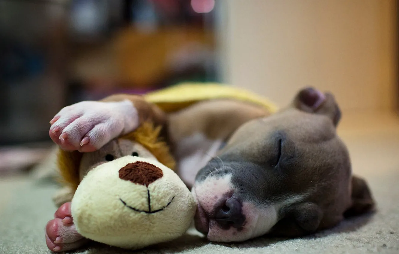 Фото обои игрушка, сон, собака, щенок, млыш