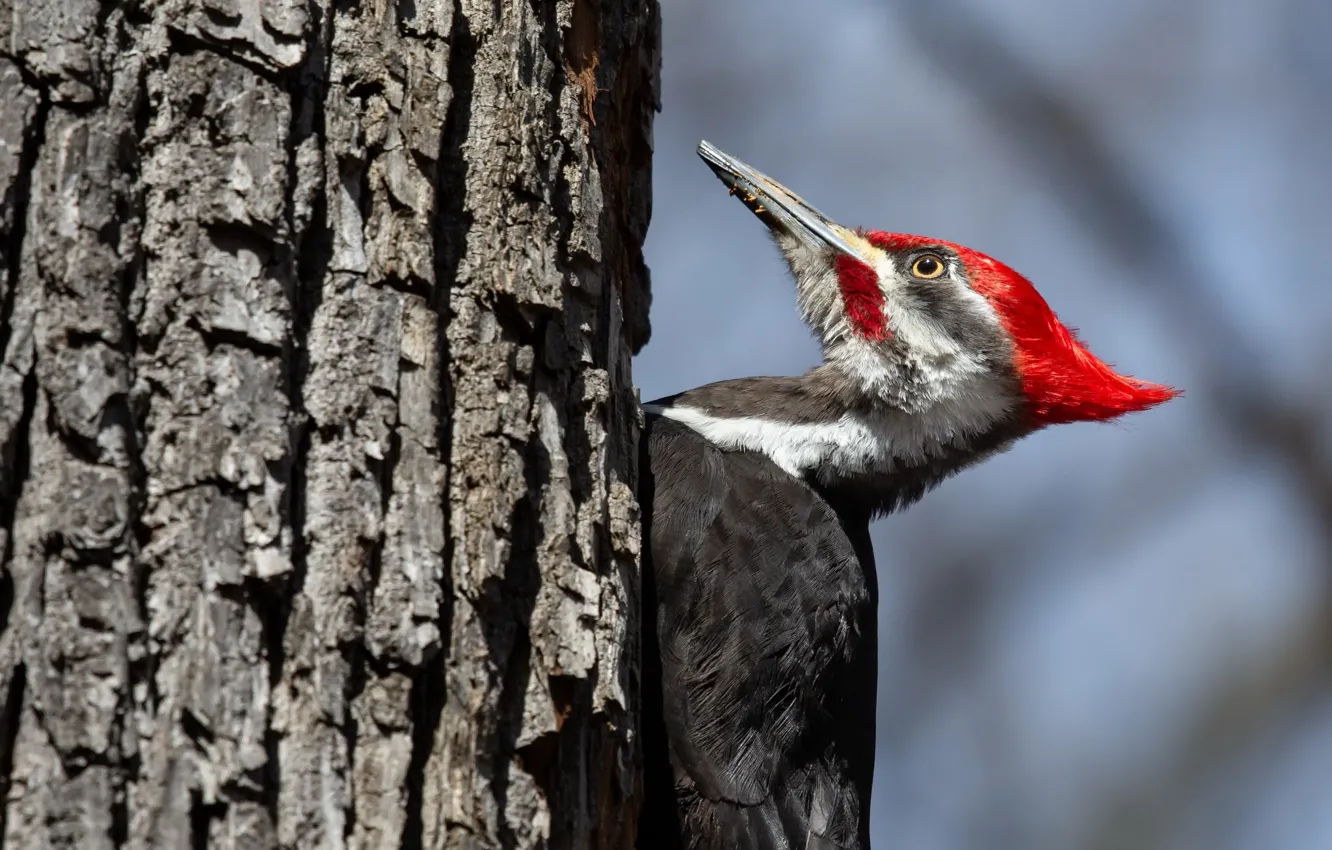 Фото обои природа, птица, Pileated Woodpecker