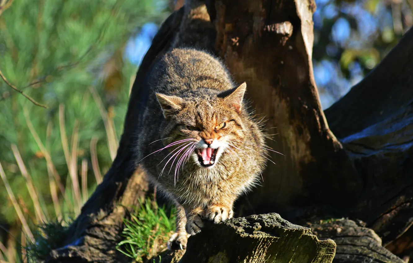 Фото обои морда, дикая кошка, Шотландская, The Scottish Wildcat