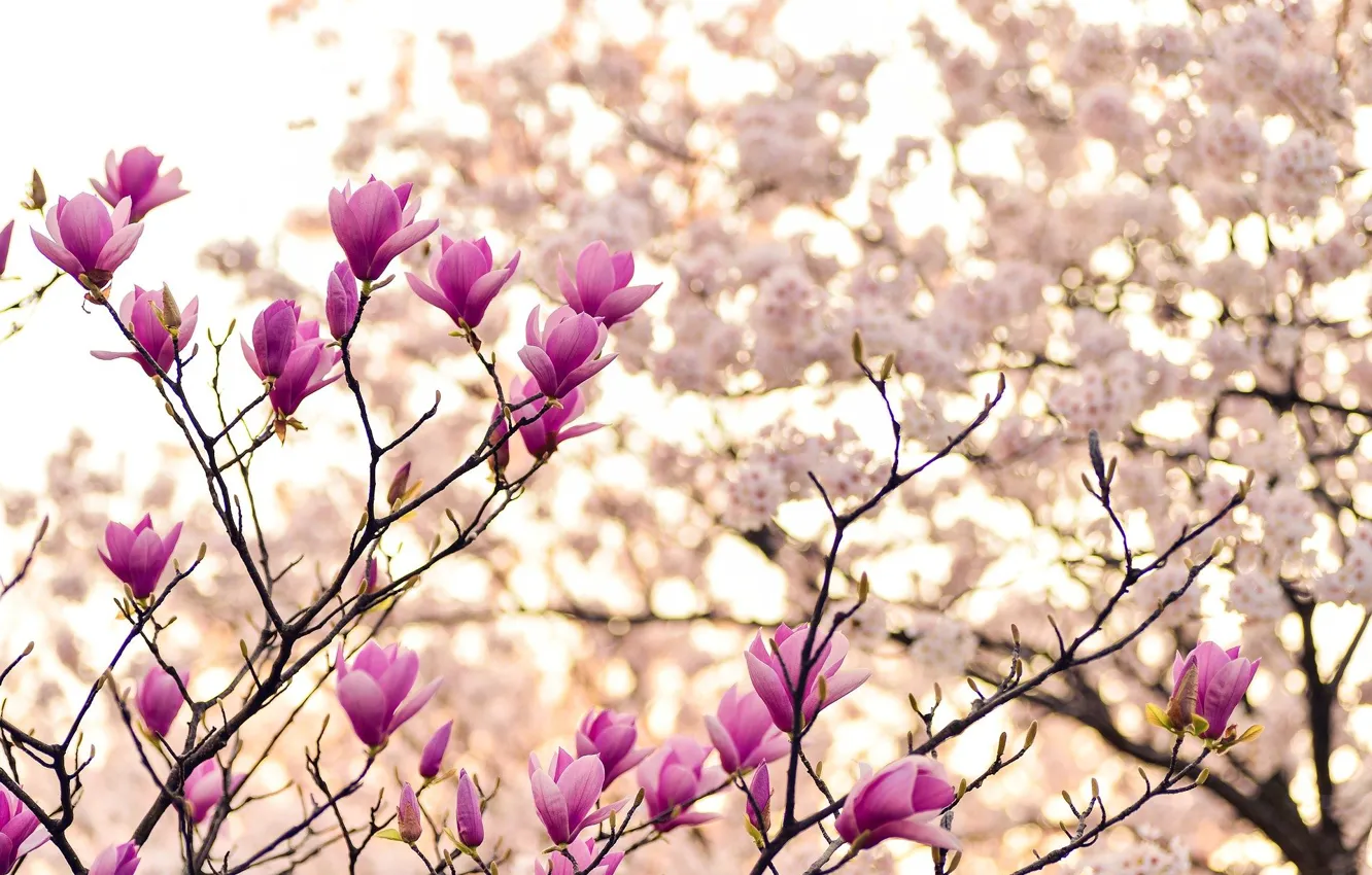 Фото обои ветка, весна, цветение, магнолия