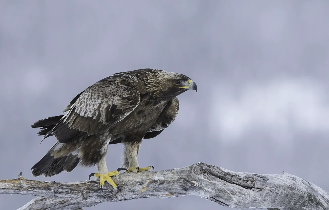 Фото обои хищник, беркут, golden eagle, золотой орёл