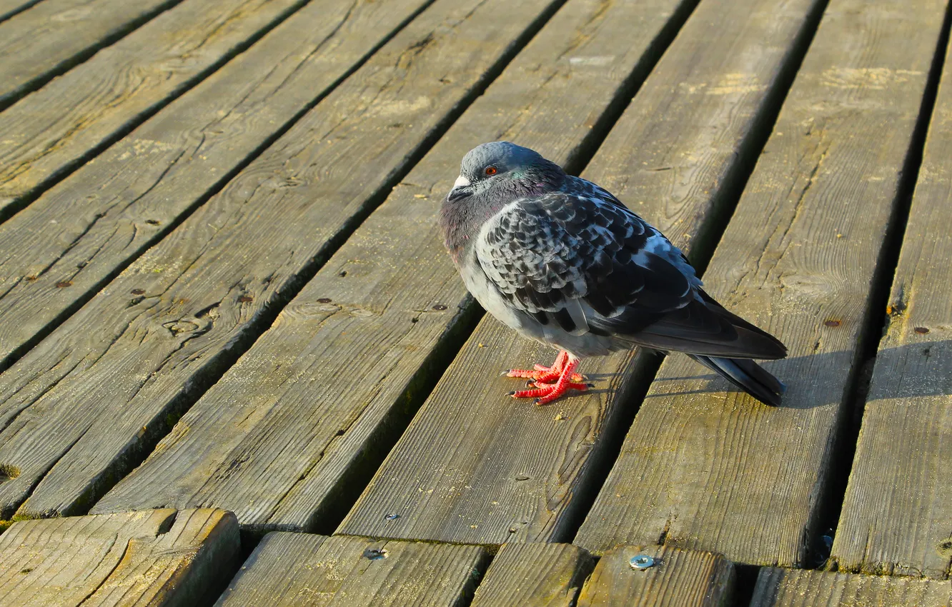 Фото обои bird, pigeon, boards