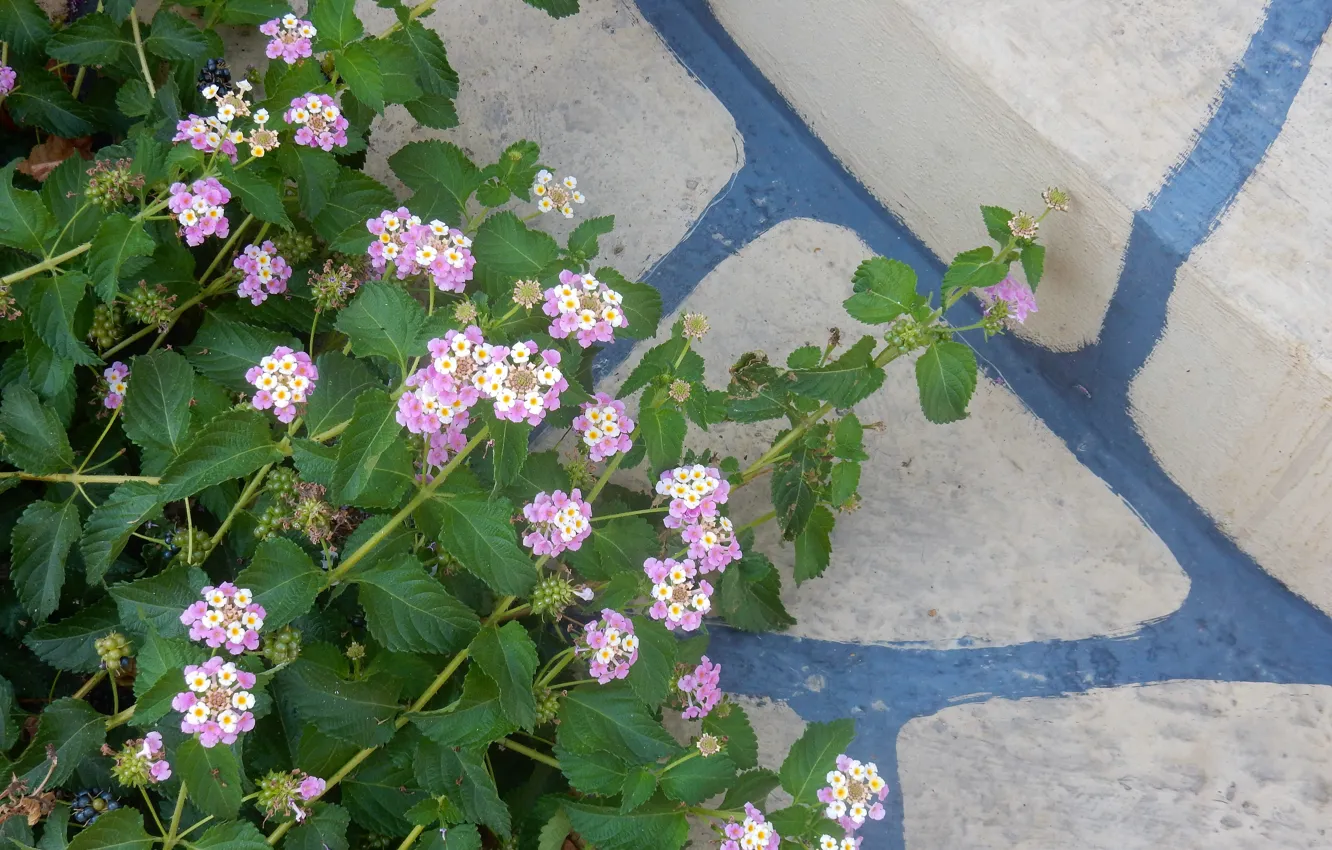 Фото обои трава, цветы, widescreen, обои, wallpaper, широкоформатные, background, обои на рабочий стол