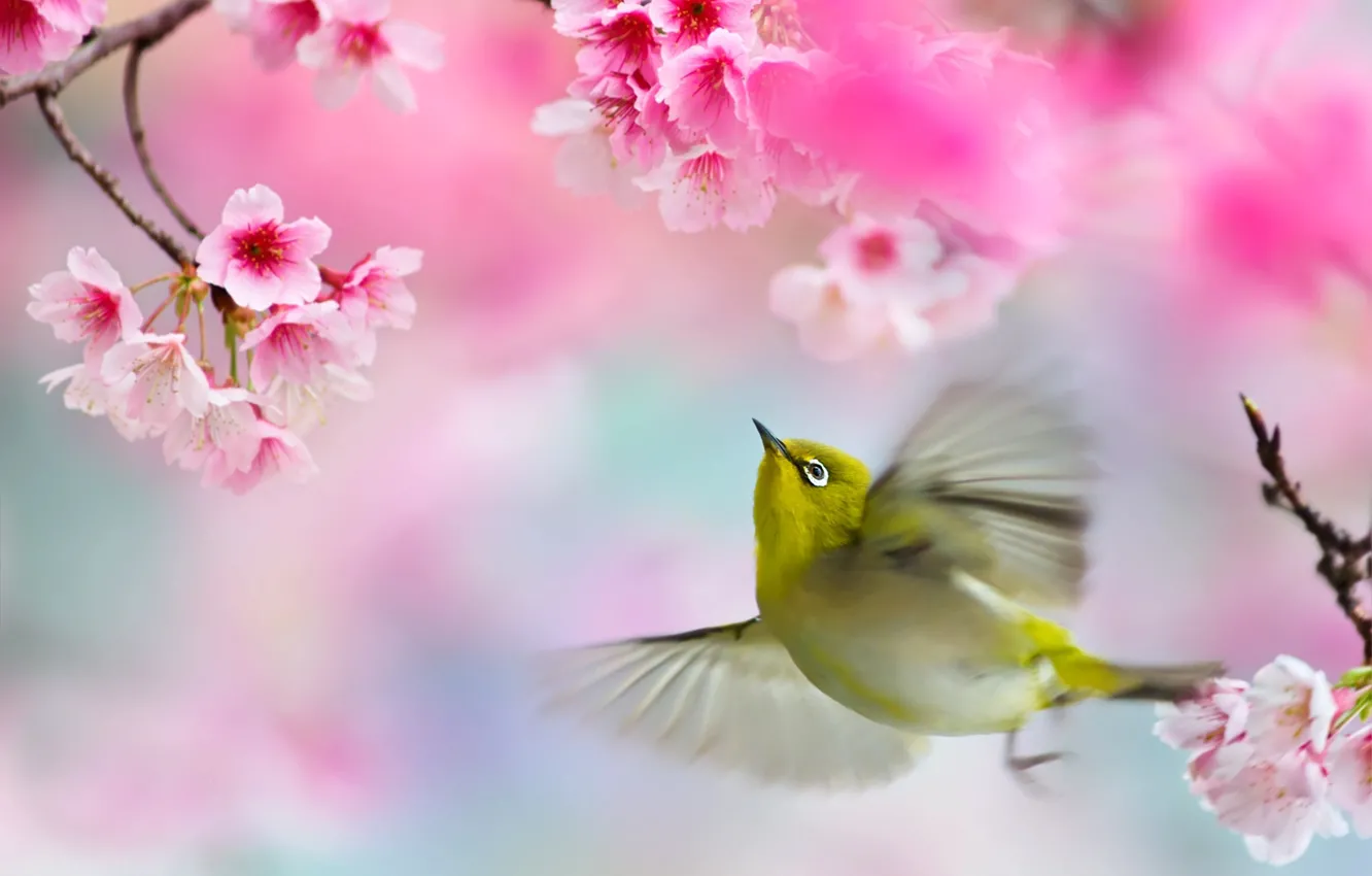 Фото обои ветки, весна, сакура, полёт, птичка, белоглазка, FuYi Chen, белый глаз
