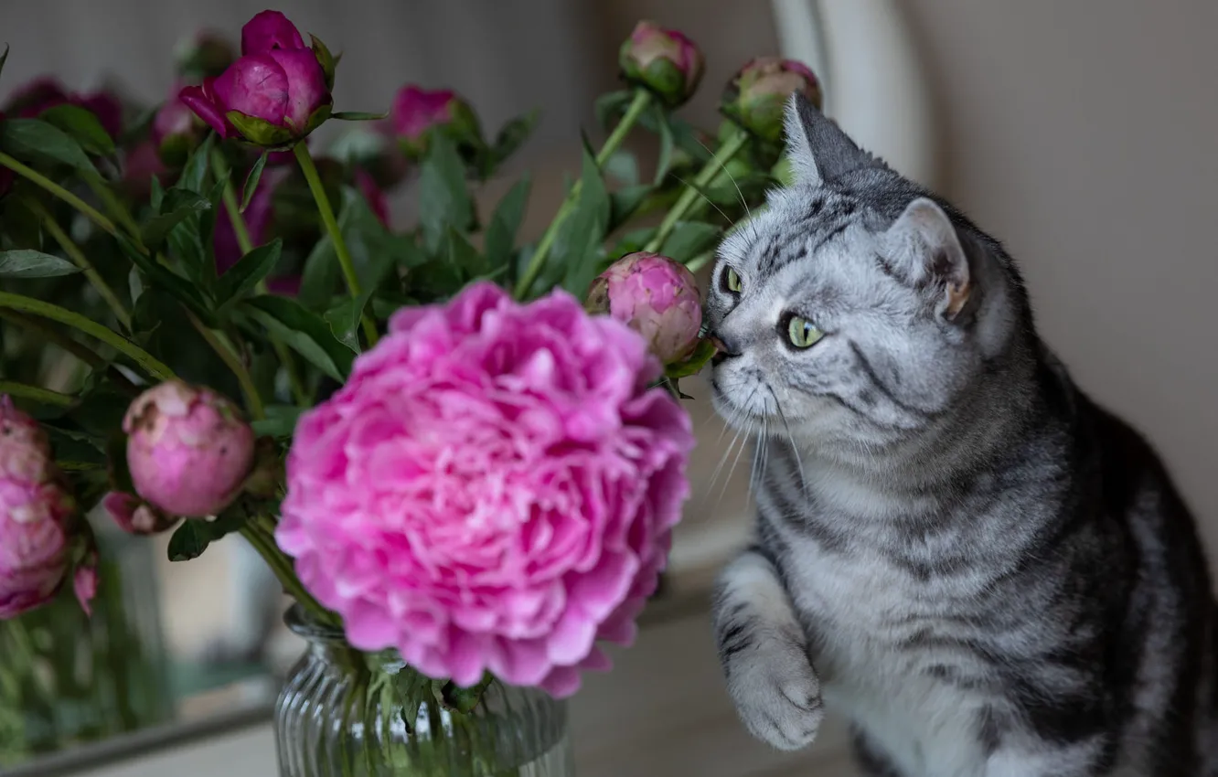 Фото обои кошка, кот, цветы, поза, букет, банка, розовые, серая