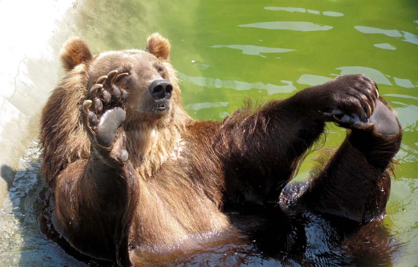 Фото обои медведь, привет, БАССЕЙН