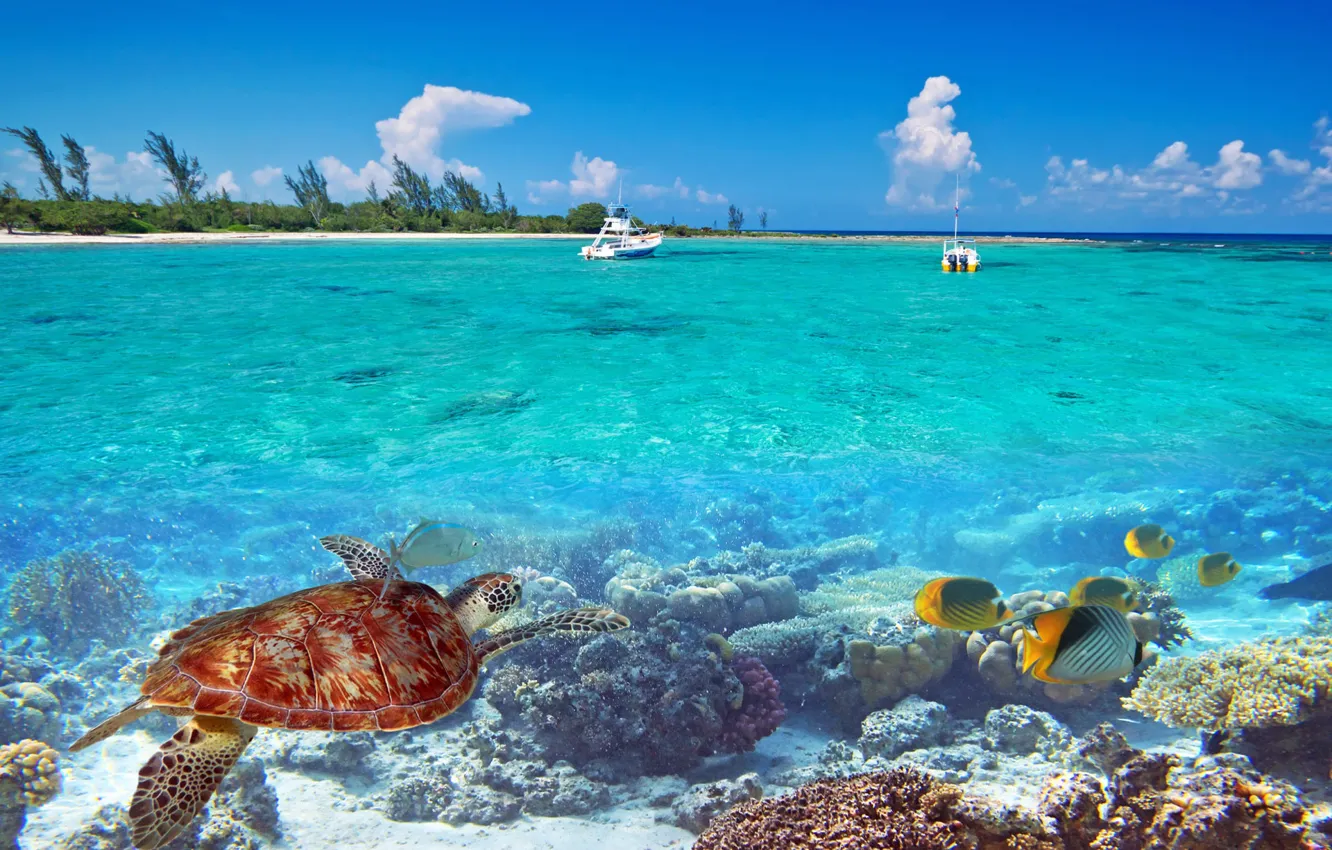 Фото обои рыбы, пальмы, океан, остров, черепаха, лодки, лагуна