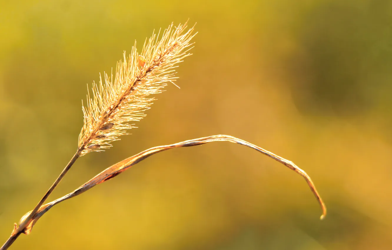 Фото обои grass, blade, twig