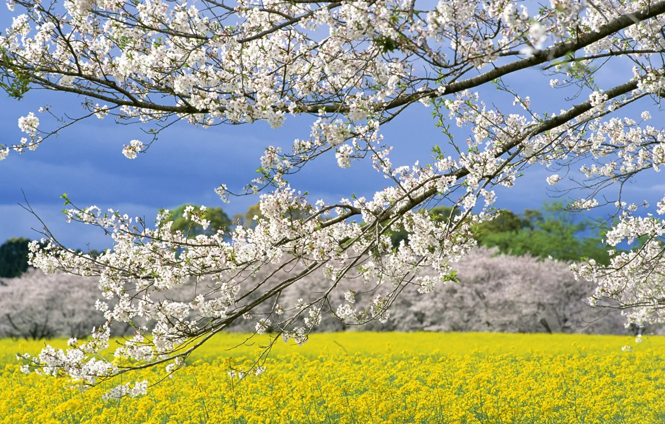 Фото обои Поле, Весна, Япония