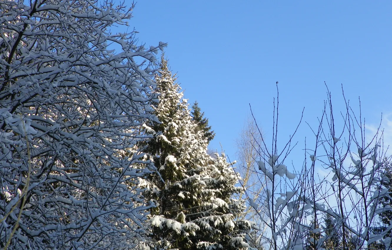 Фото обои зима, лес, снег, елки, сосна