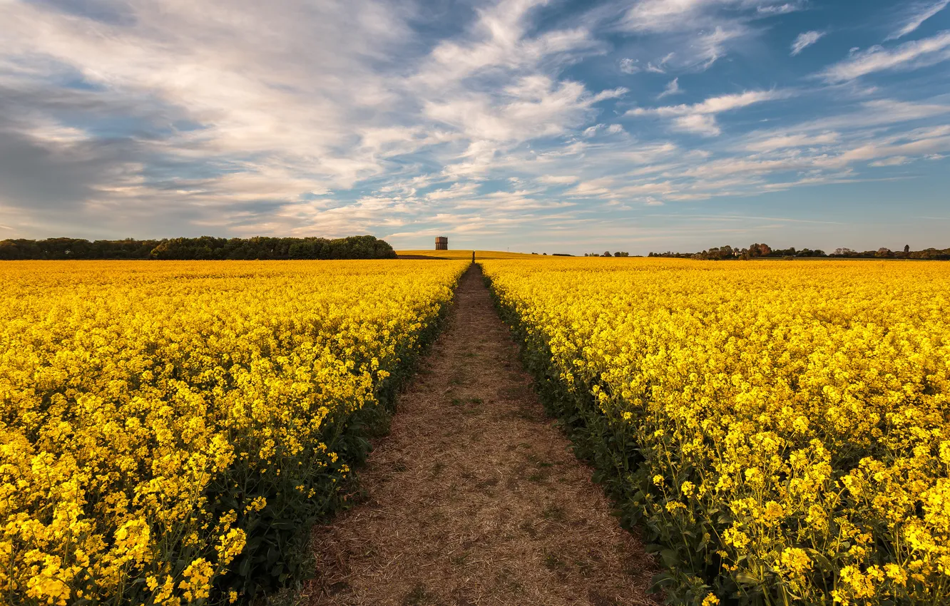 Фото обои дорога, поле, цветы, желтые