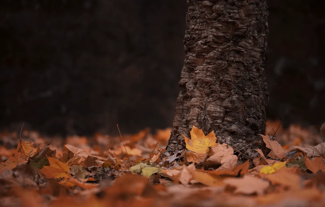 Фото обои осень, листья, дерево