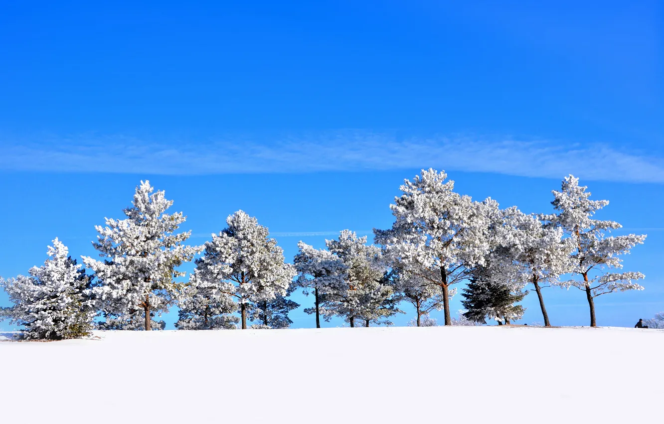 Фото обои зима, небо, снег, деревья, холм