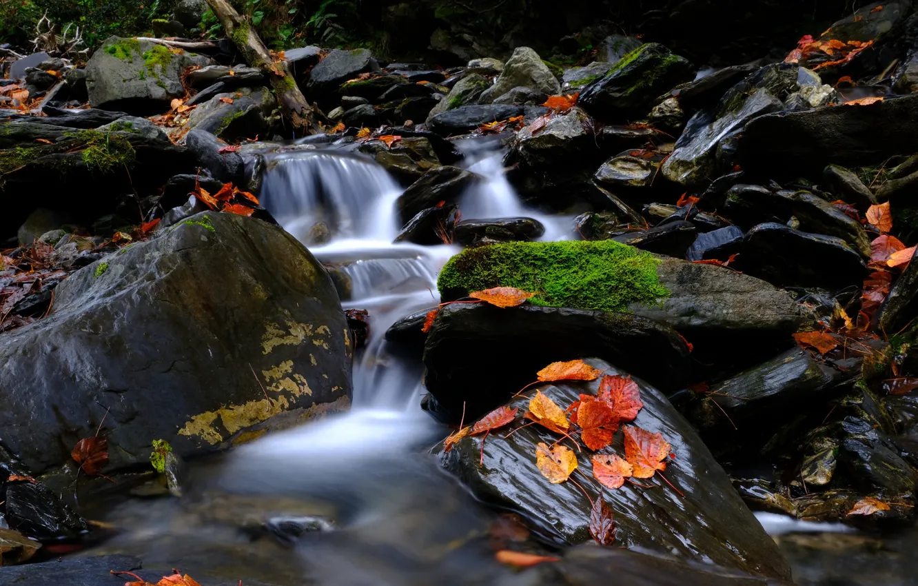 Фото обои Природа, Поток, Осень, Река, Лес, Листья, Камни