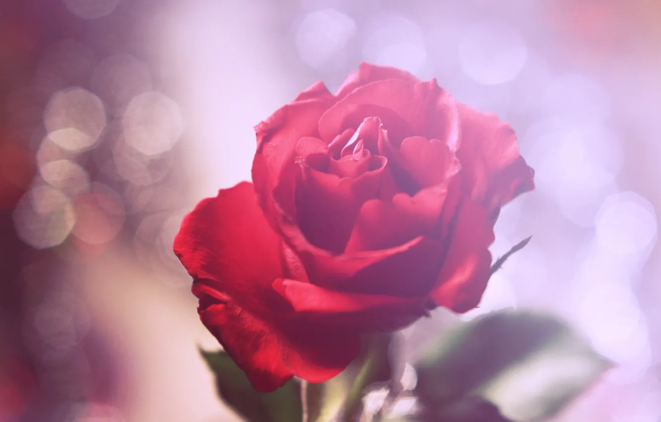 Фото обои цветок, роза, лепестки, красная, боке