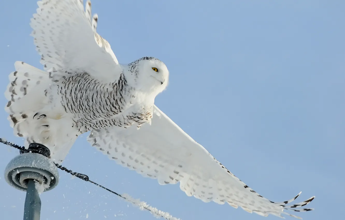 Фото обои снег, сова, птица, провода, белая, лэп