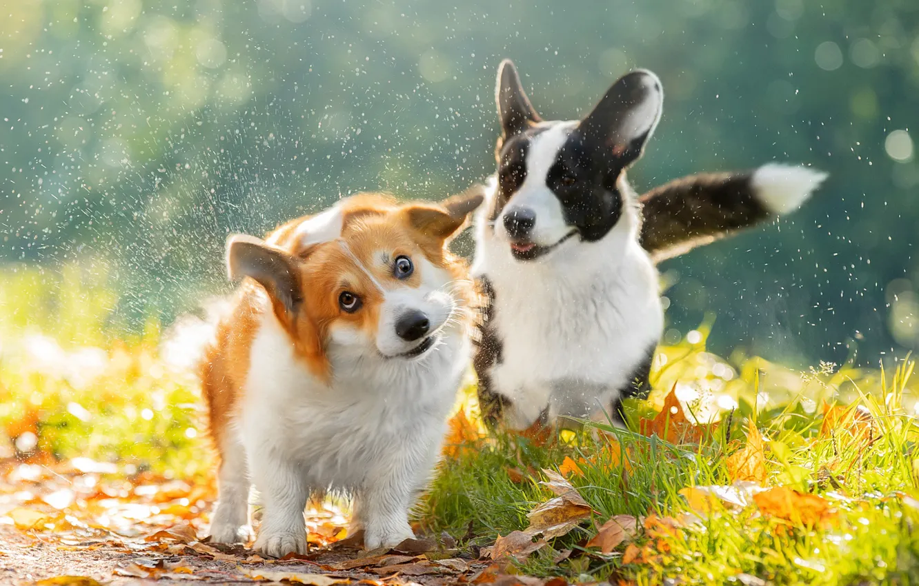 Фото обои осень, листья, брызги, парочка, две собаки, Вельш-корги, Светлана Писарева