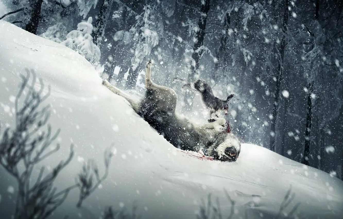 Фото обои снег, волк, Заяц