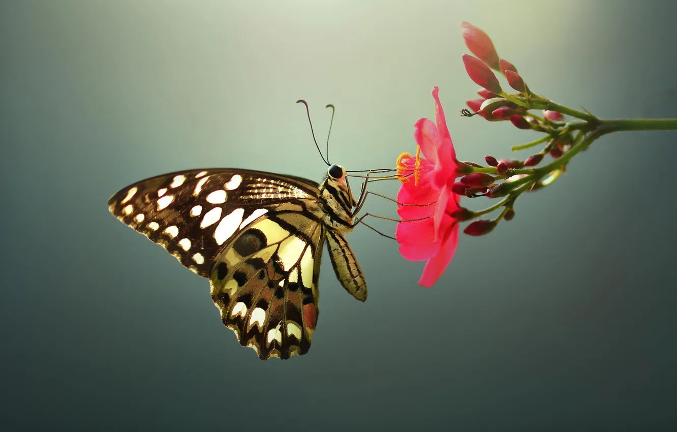 Фото обои цветок, макро, бабочка, насекомое